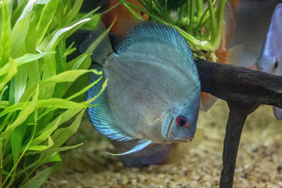 Close-up of fish swimming in sea