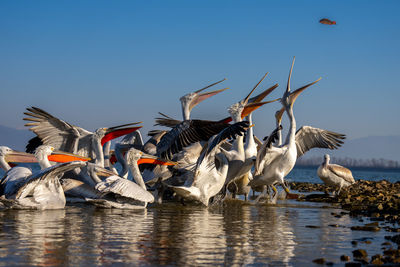 Birds in lake