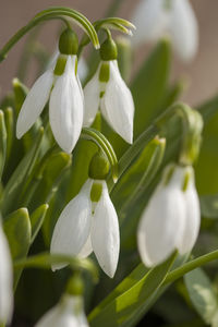 Close-up of white flowering plant