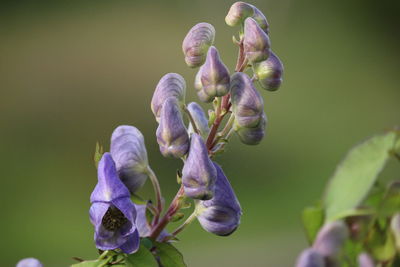 Close-up of purple flowering plant