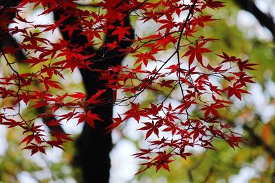 Low angle view of leaves on tree