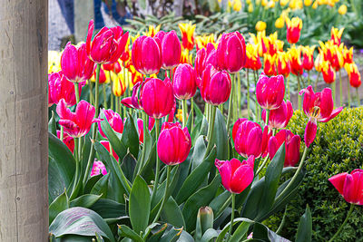 Close-up of pink tulips in bloom