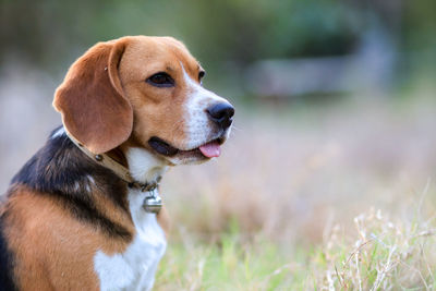 Close-up of dog looking away