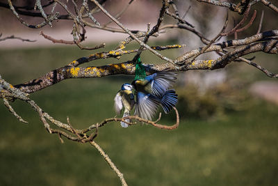 Close-up of bird perching on branch