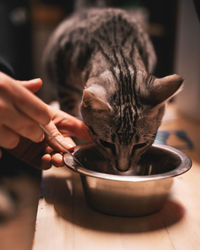 Close-up of hand holding cat in bowl