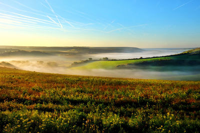 Scenic view of field against sky