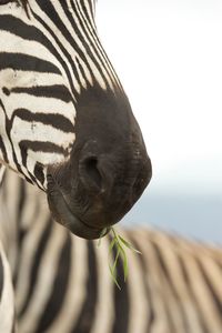 Close-up of butterfly