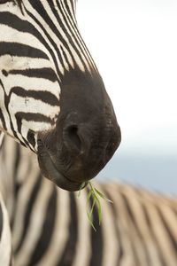 Cropped image of zebra eating plant