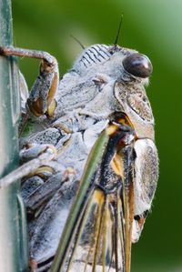 Close-up of cicada