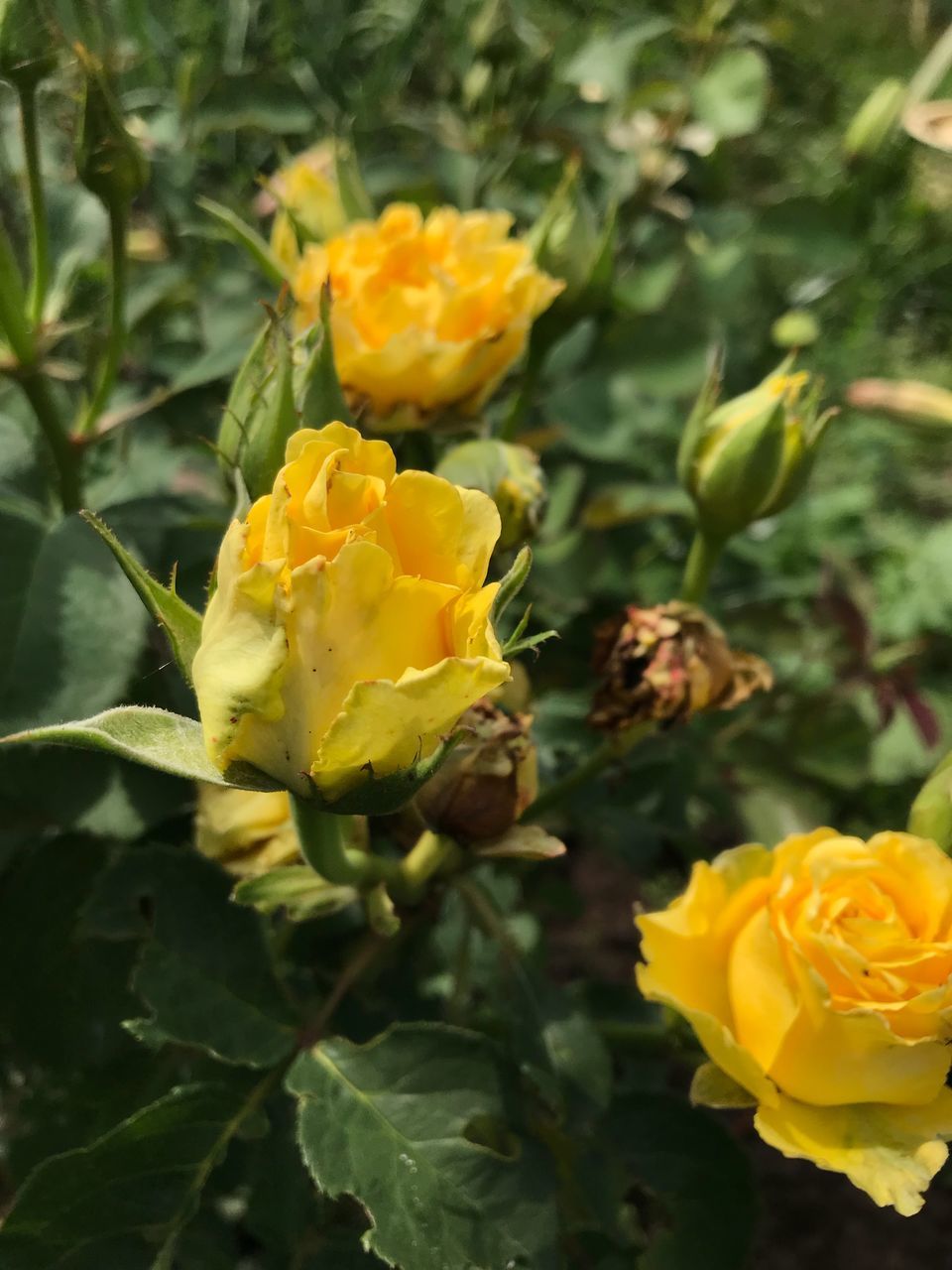 flower, flowering plant, vulnerability, beauty in nature, fragility, plant, petal, freshness, yellow, growth, flower head, inflorescence, close-up, nature, rose, no people, day, outdoors, rose - flower, botany, springtime