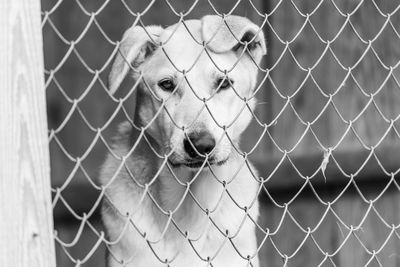 Dog seen through chainlink fence