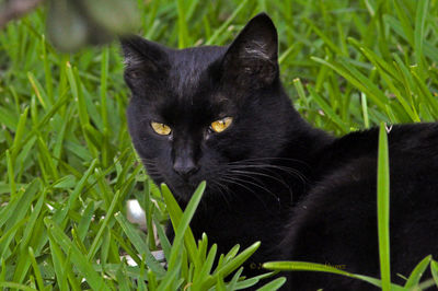 Portrait of black cat on grass