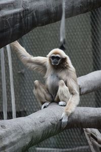 Monkey sitting on railing in zoo