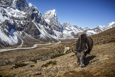 Yaks near the trail to everest base camp in nepal's khumbu valley.