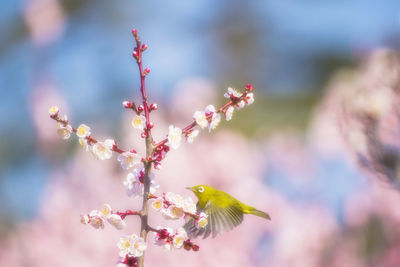 Close-up of cherry blossom on tree