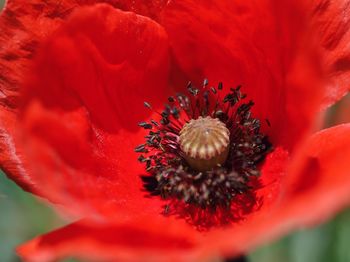 Extreme close-up of red flower