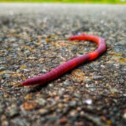 Close-up of lizard on ground