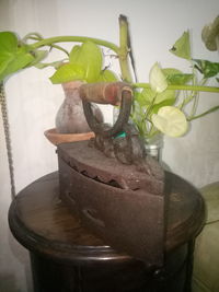 Close-up of potted plant on table at home