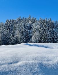 Pine trees on snowcapped mountains against clear blue sky