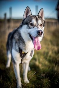 Siberian husky standing on field