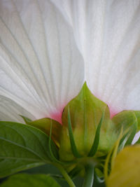 Close-up of white flowering plant