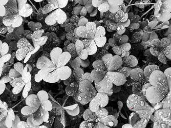 Full frame shot of raindrops on plant