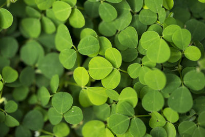 Full frame shot of green leaves