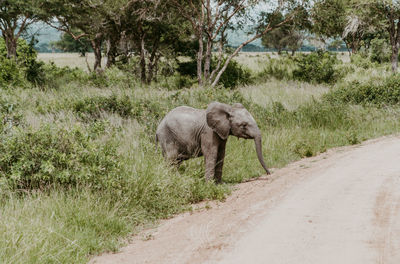 Elephant walking on dirt road