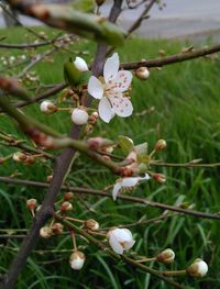 Close-up of white flowers