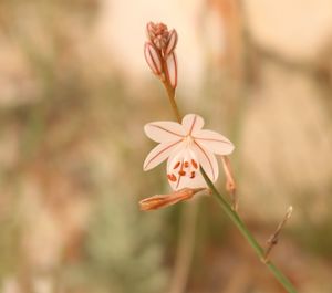 Close-up of flower blooming outdoors