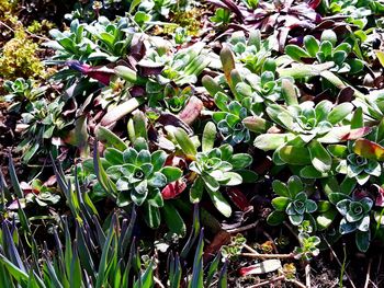 High angle view of plants growing on field