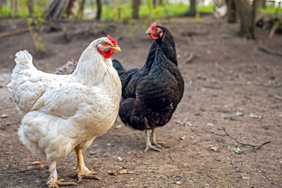 Domestic white and black chicken in countryard