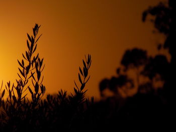 Close-up of silhouette plants against sky during sunset