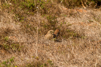 High angle view of lizard on field