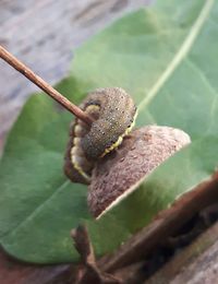 Close-up of lizard