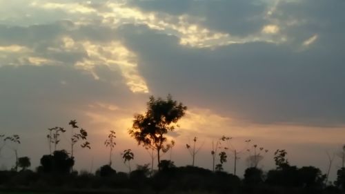 Silhouette of trees at sunset