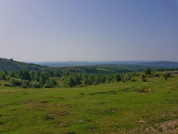 Scenic view of field against clear sky