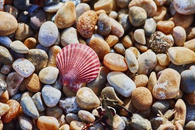 Close-up of seashells on pebbles at beach