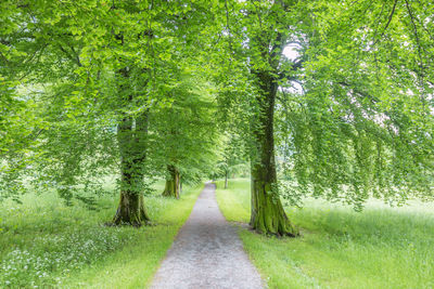 Road amidst trees in forest