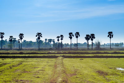 Palm trees on field against sky