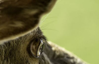 Close-up of horse