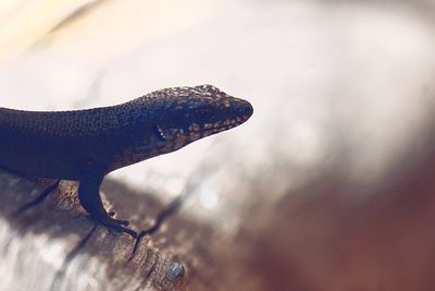 Close-up of a lizard on wood