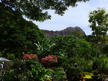 Flowering plants and trees in garden
