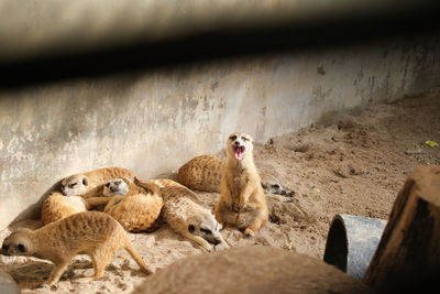 View of meerkats sleeping on ground.
