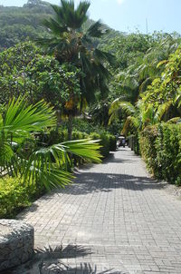 Footpath amidst trees