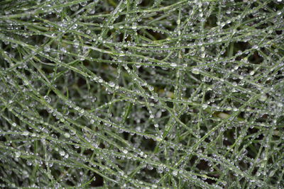 Macro shot of water drops on leaf