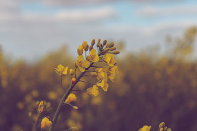 Close-up of yellow flowering plant on field