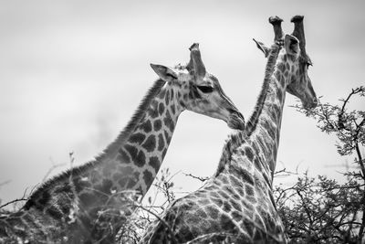 View of giraffe against sky