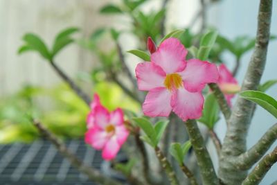 Close-up of pink flowers