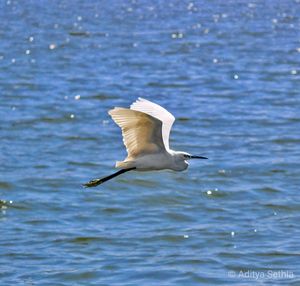 Seagull flying over sea